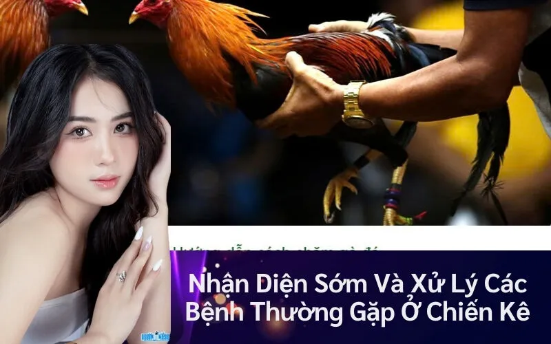 Nhận Diện Sớm Và Xử Lý Các Bệnh Thường Gặp Ở Chiến Kê