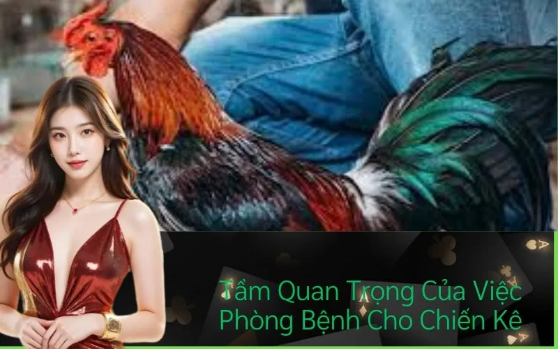 Tầm Quan Trọng Của Việc Phòng Bệnh Cho Chiến Kê