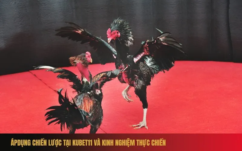 ÁPDụng Chiến Lược Tại Kubet11 và Kinh Nghiệm Thực Chiến