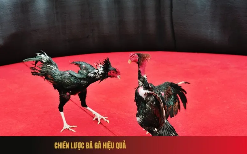 Chiến Lược Đá Gà Hiệu Quả