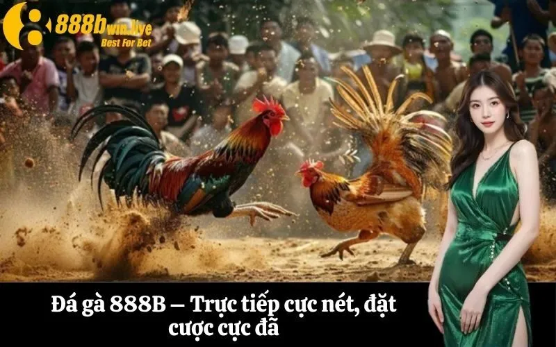 Đá gà 888B – Trực tiếp cực nét, đặt cược cực đã