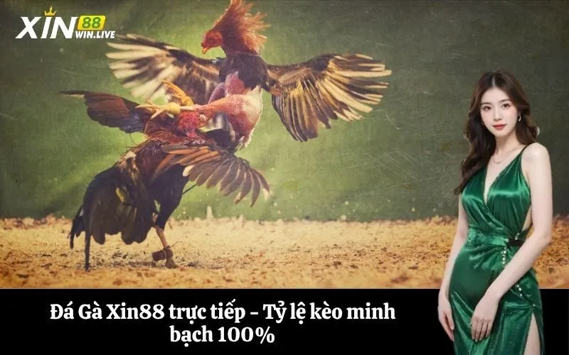 Đá Gà Xin88 trực tiếp - Tỷ lệ kèo minh bạch 100%