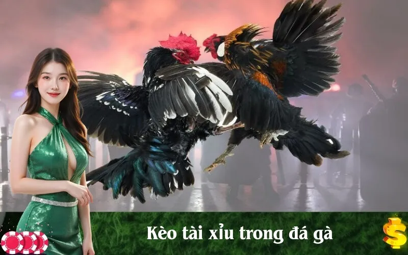 Kèo tài xỉu trong đá gà
