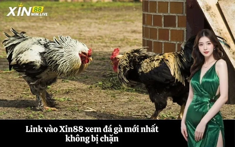 Link vào Xin88 xem đá gà mới nhất không bị chặn