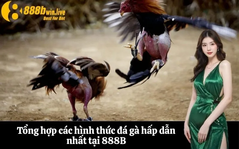 Tổng hợp các hình thức đá gà hấp dẫn nhất tại 888B