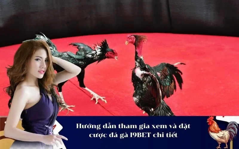 Hướng dẫn tham gia xem và đặt cược đá gà I9BET chi tiết